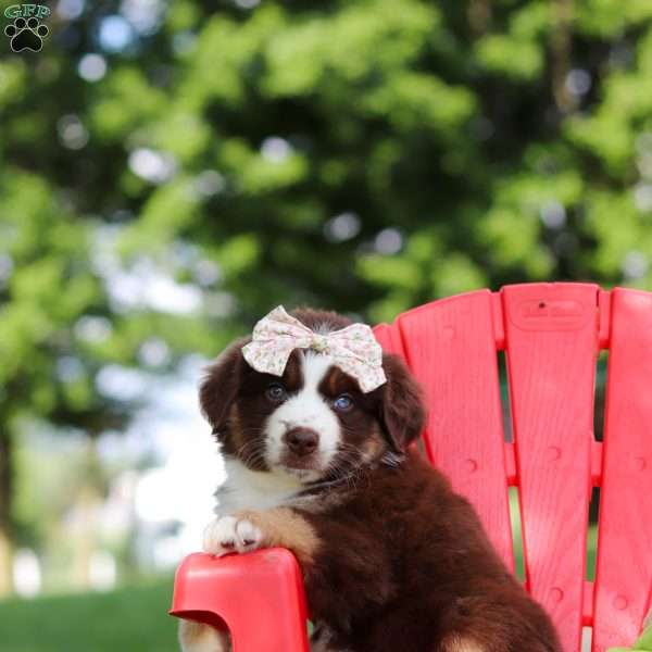 Sedona, Miniature Australian Shepherd Puppy